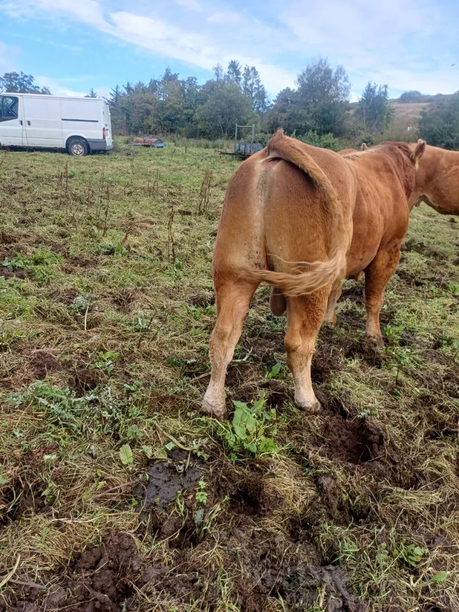 Limousin bull - Image 4