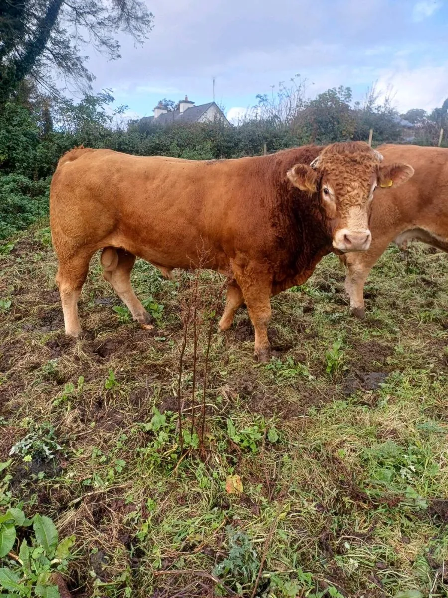 Limousin bull - Image 1