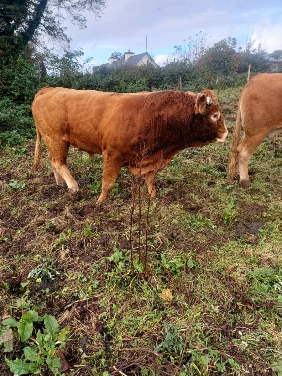 Limousin bull - Image 2