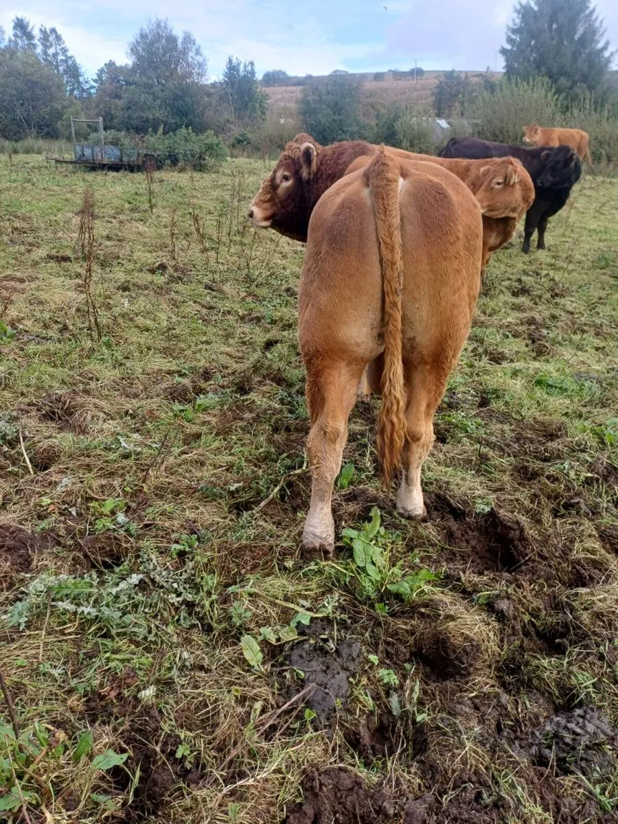 Limousin bull - Image 3