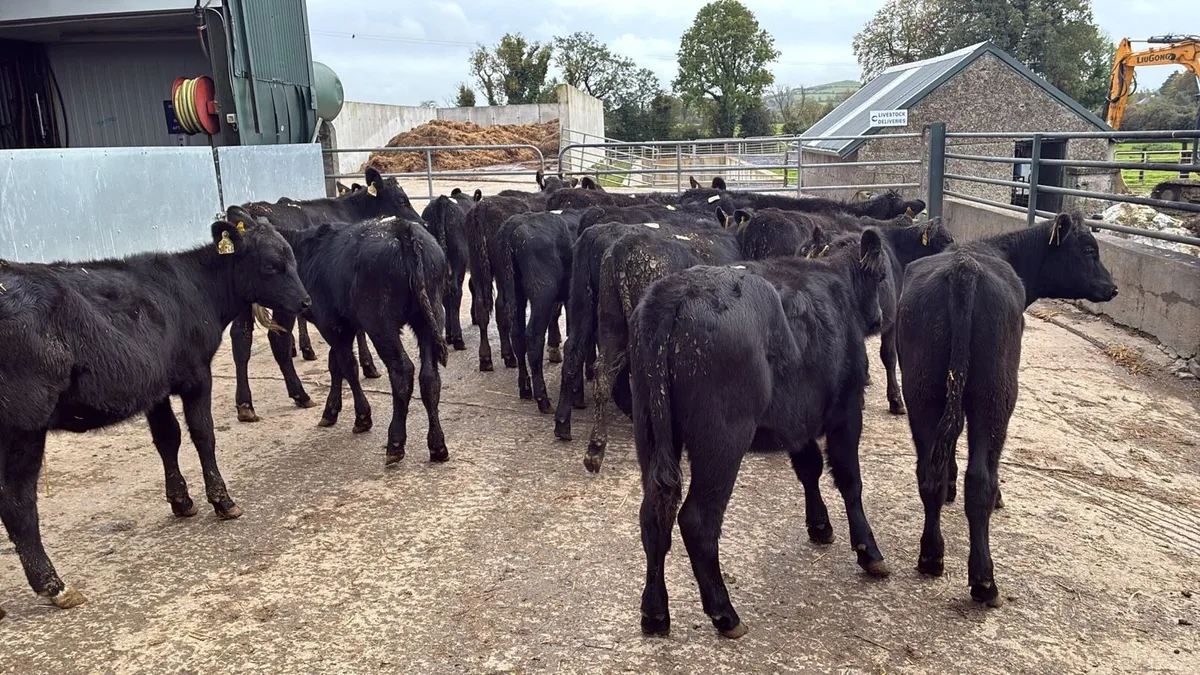18 proper 200 kg Angus heifers - Image 3