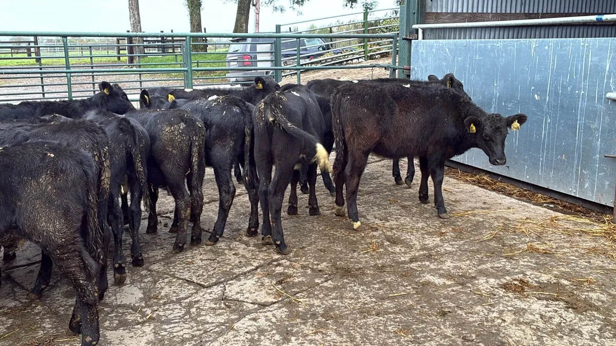 18 proper 200 kg Angus heifers - Image 4