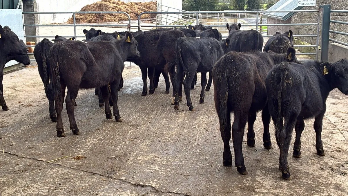 18 proper 200 kg Angus heifers - Image 1