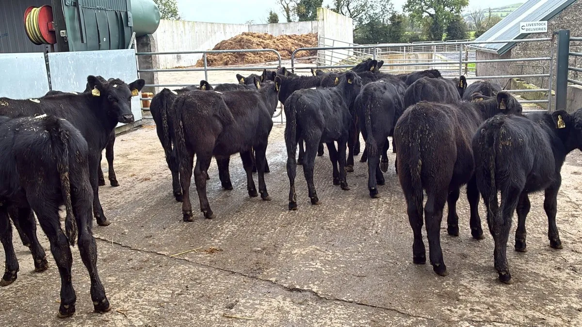 18 proper 200 kg Angus heifers - Image 2