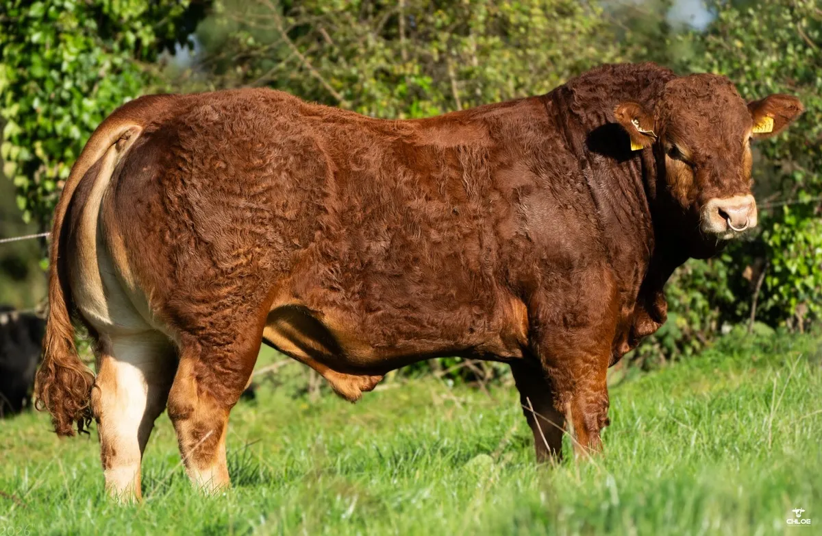 Bulls - Image 3