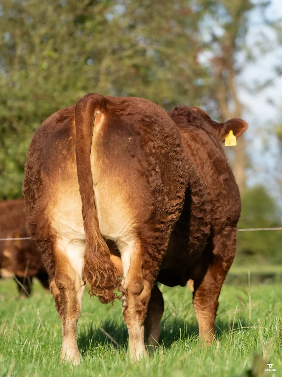 Bulls - Image 4