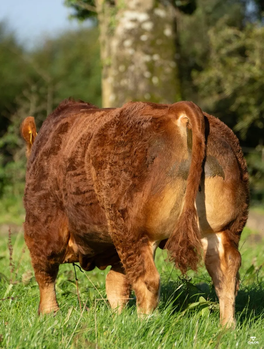 Bulls - Image 2