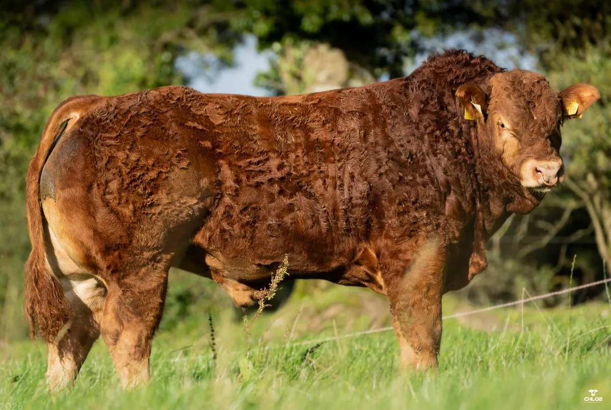Bulls - Image 1