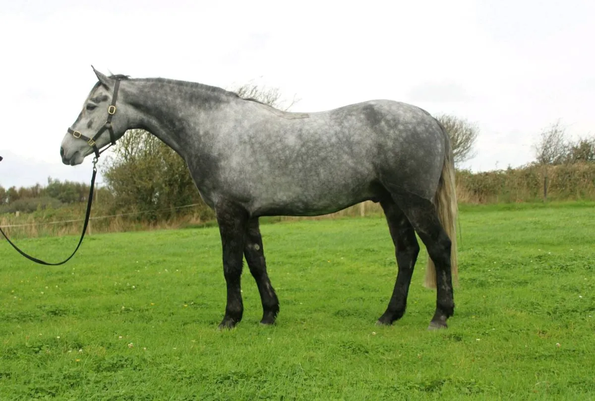 4yo 14.2 Connemara Gelding on Thurs 22nd Clifden - Image 3