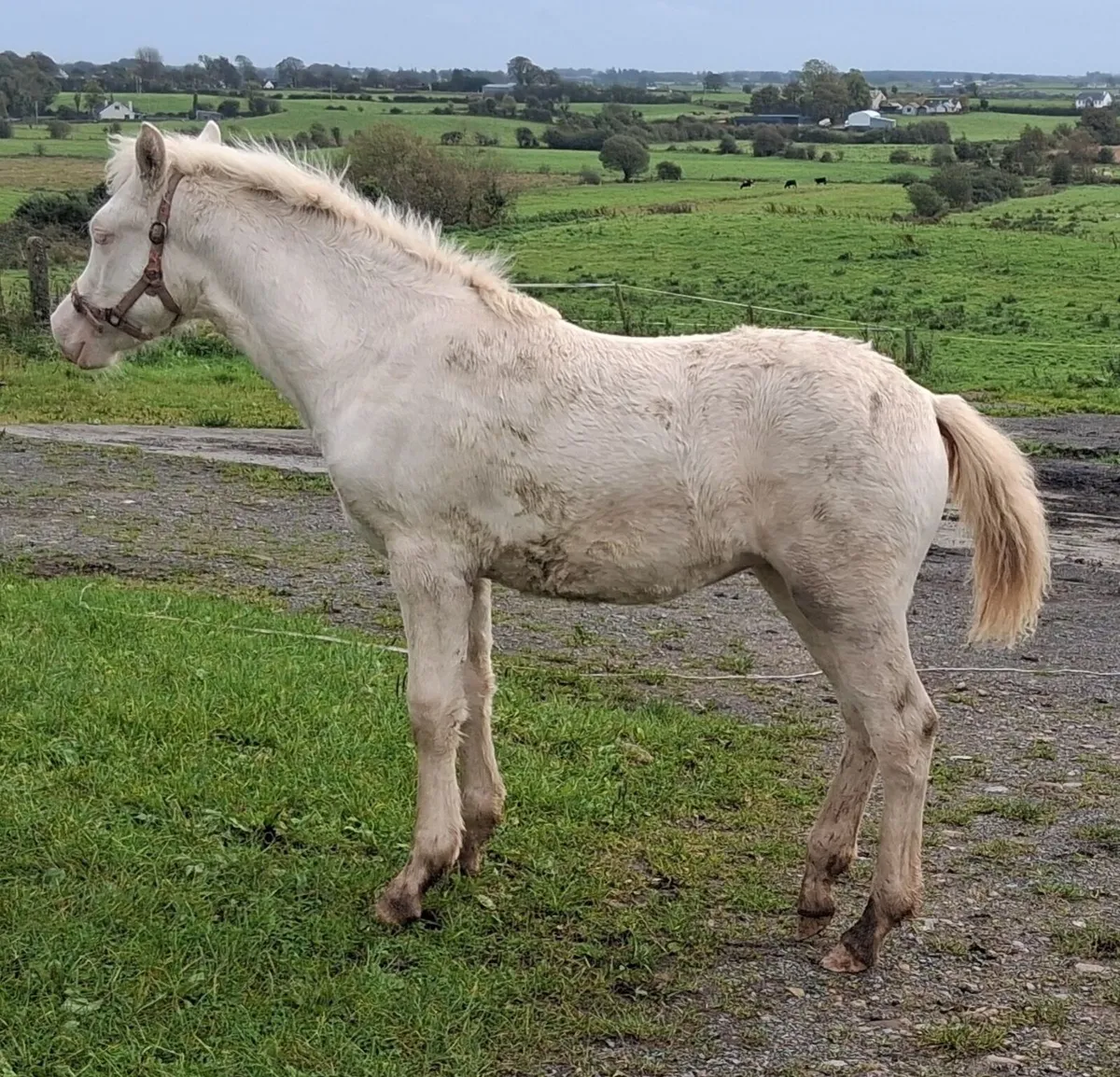 Connemara Pony Foal - Image 2