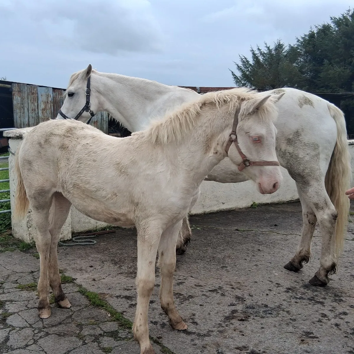 Connemara Pony Foal - Image 3