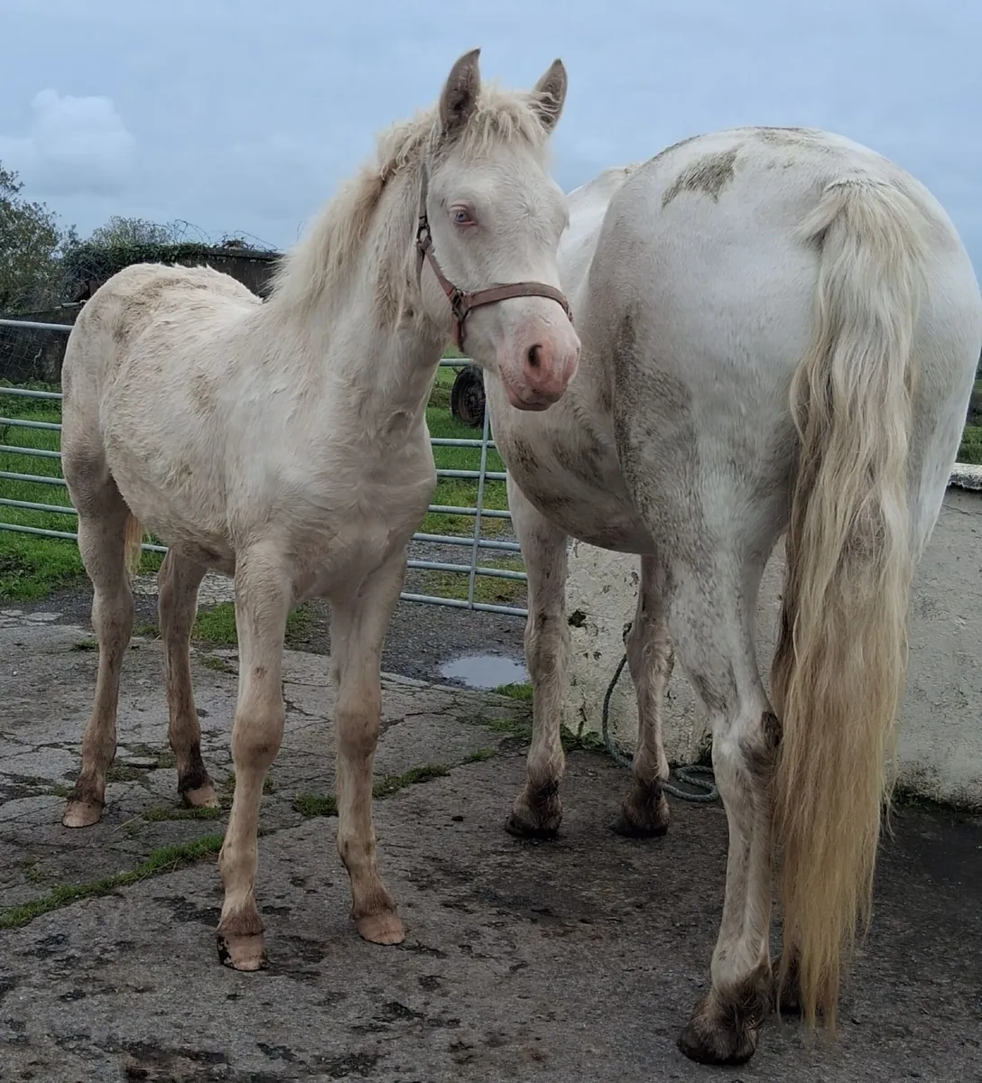 Connemara Pony Foal - Image 1