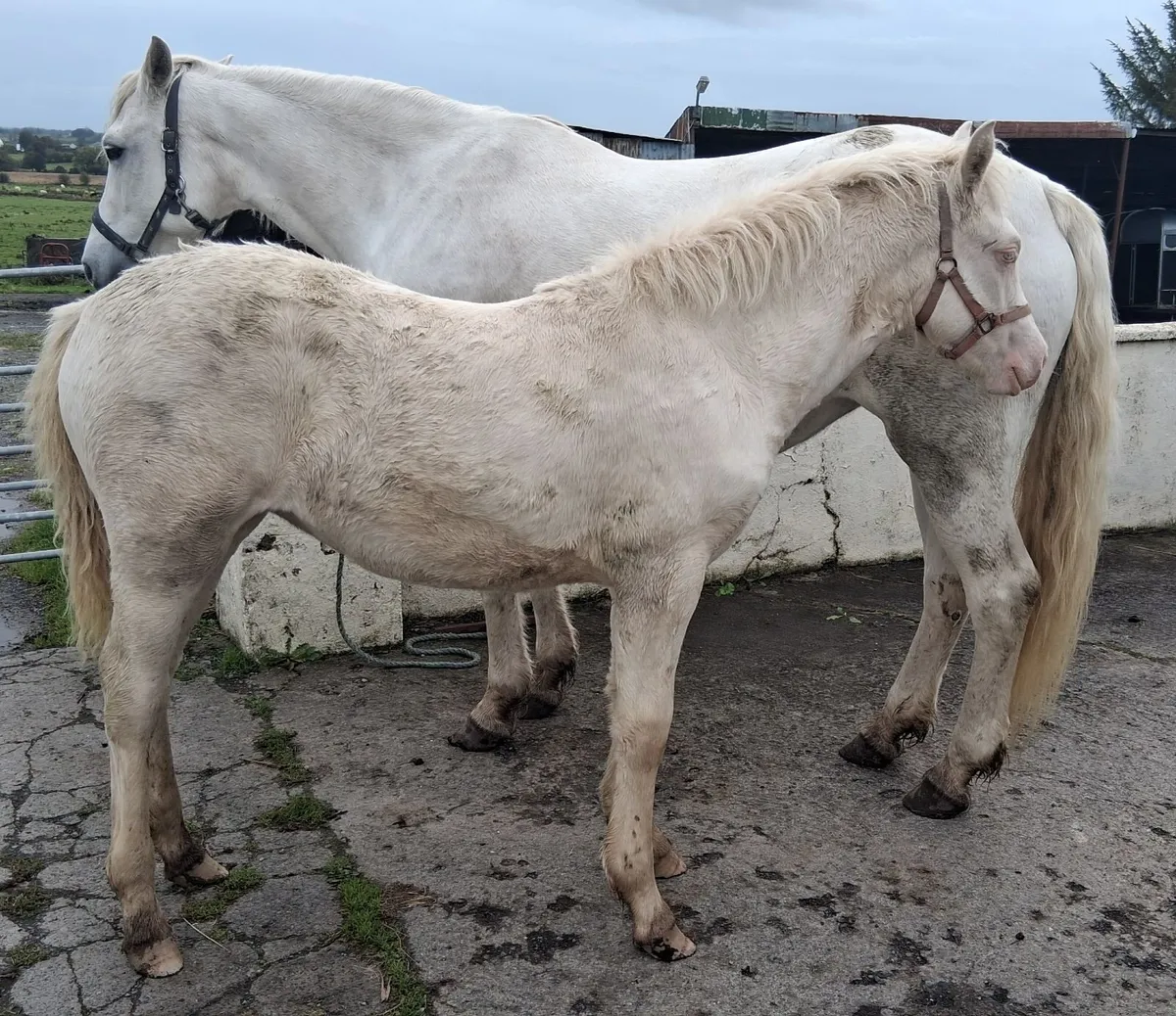 Connemara Pony Foal - Image 4
