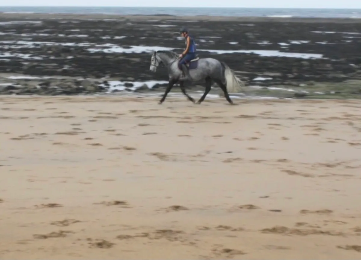 4yo 14.2 Connemara Gelding on Thurs 22nd Clifden - Image 4