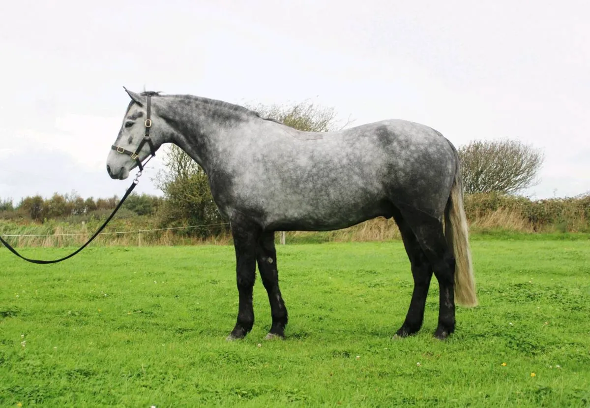 4yo 14.2 Connemara Gelding on Thurs 22nd Clifden - Image 1