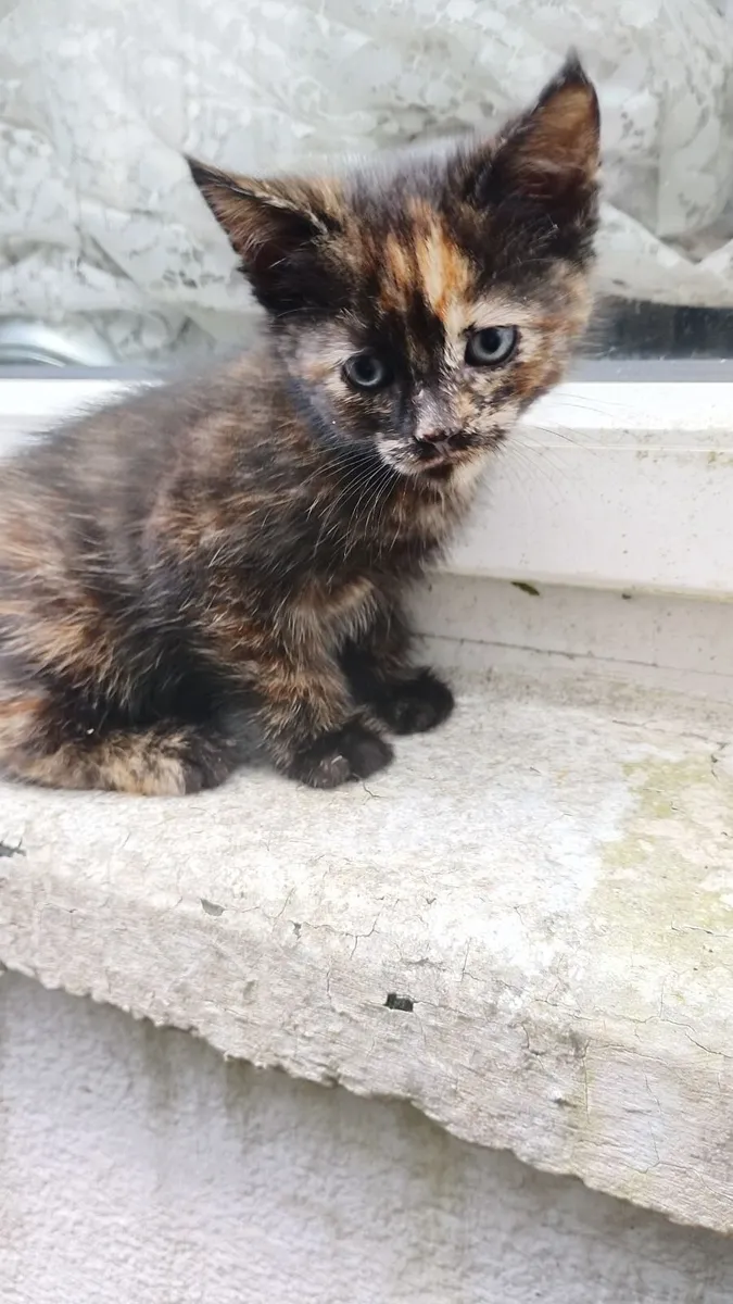 Cats - Image 1