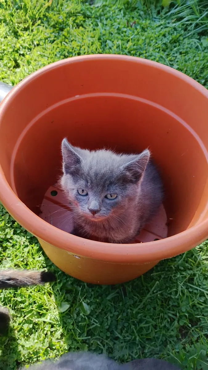 Cats - Image 2