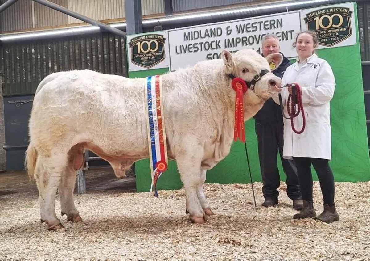Carrick-on-Shannon Autumn Mixed Breed Show & Sale - Image 1