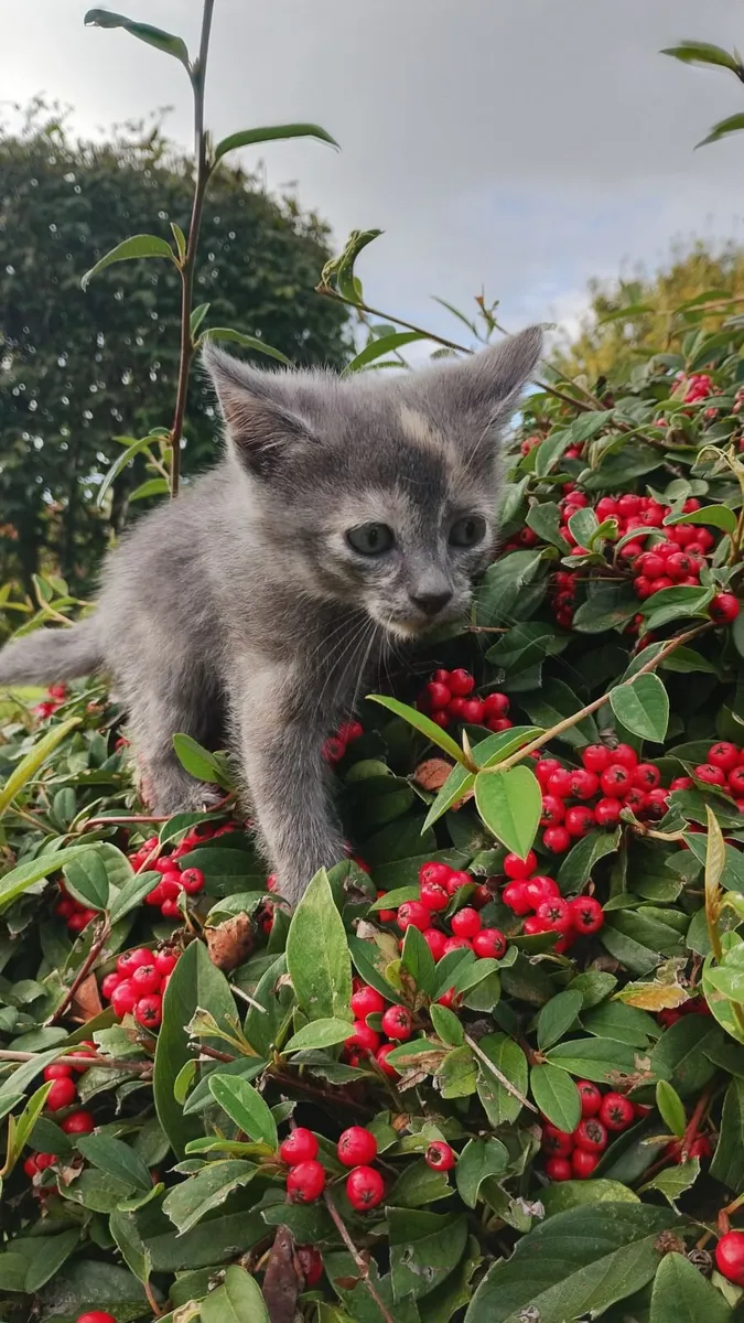 Cats - Image 4