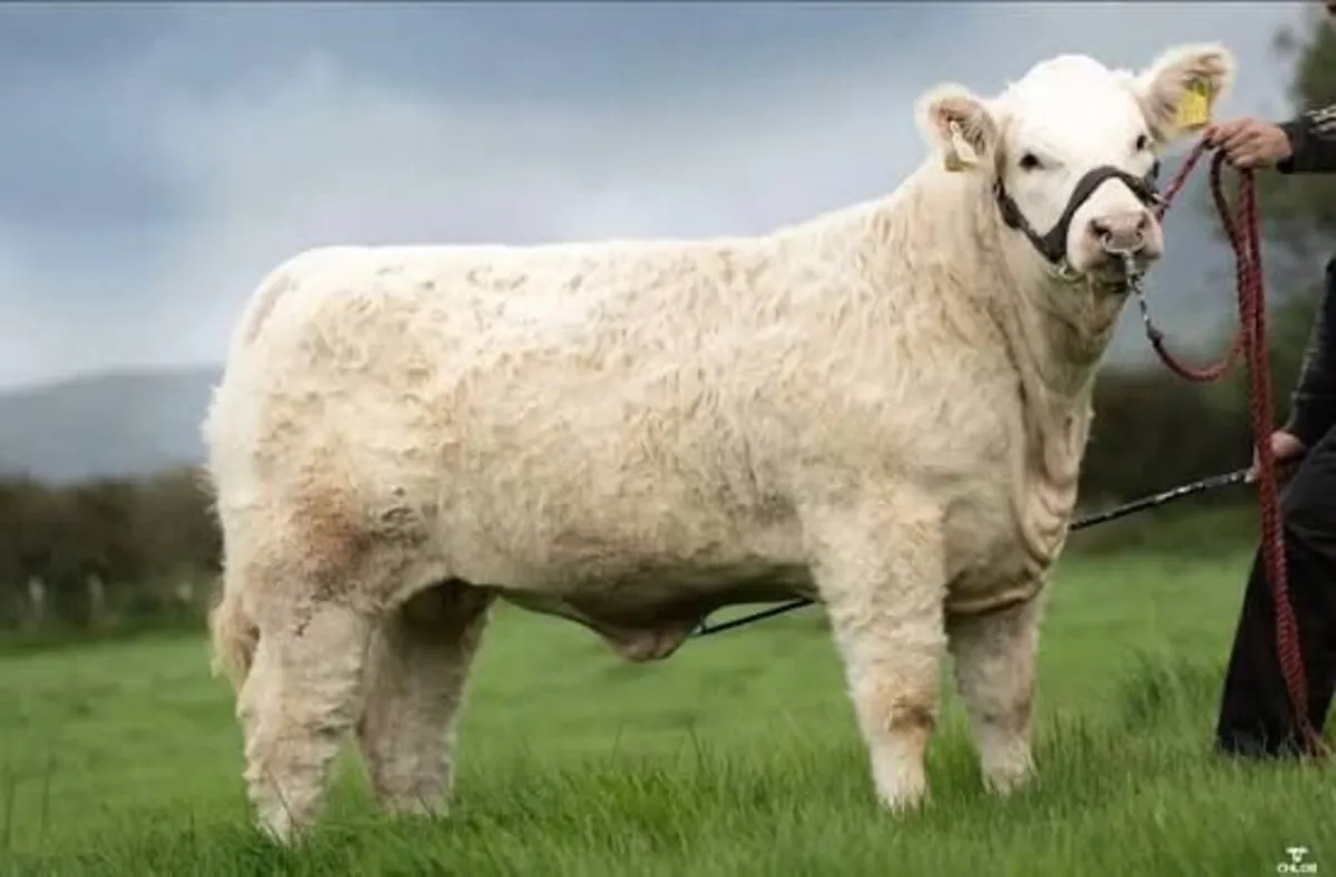 Carrick-on-Shannon Autumn Mixed Breed Show & Sale - Image 2