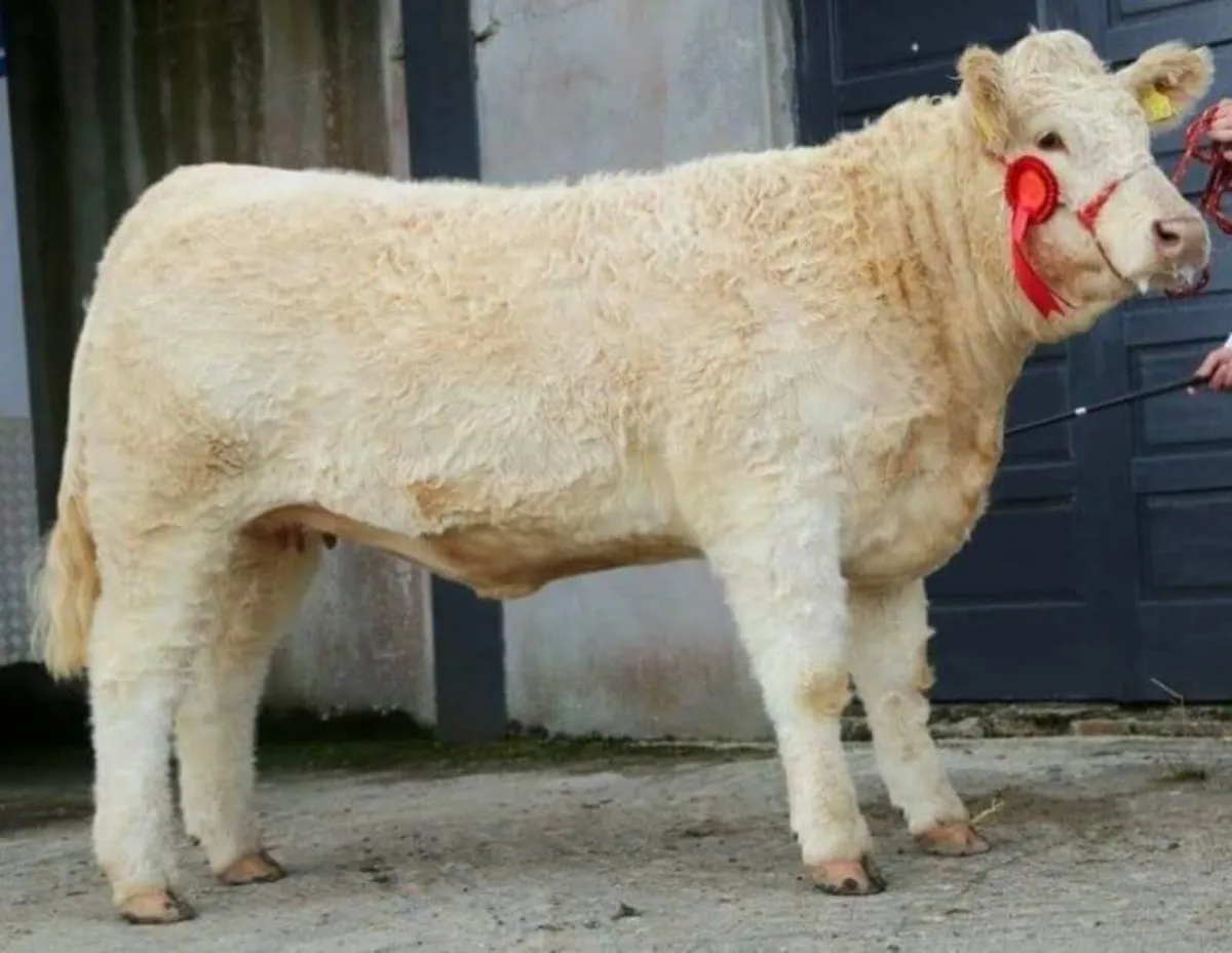 Carrick-on-Shannon Autumn Mixed Breed Show & Sale - Image 3