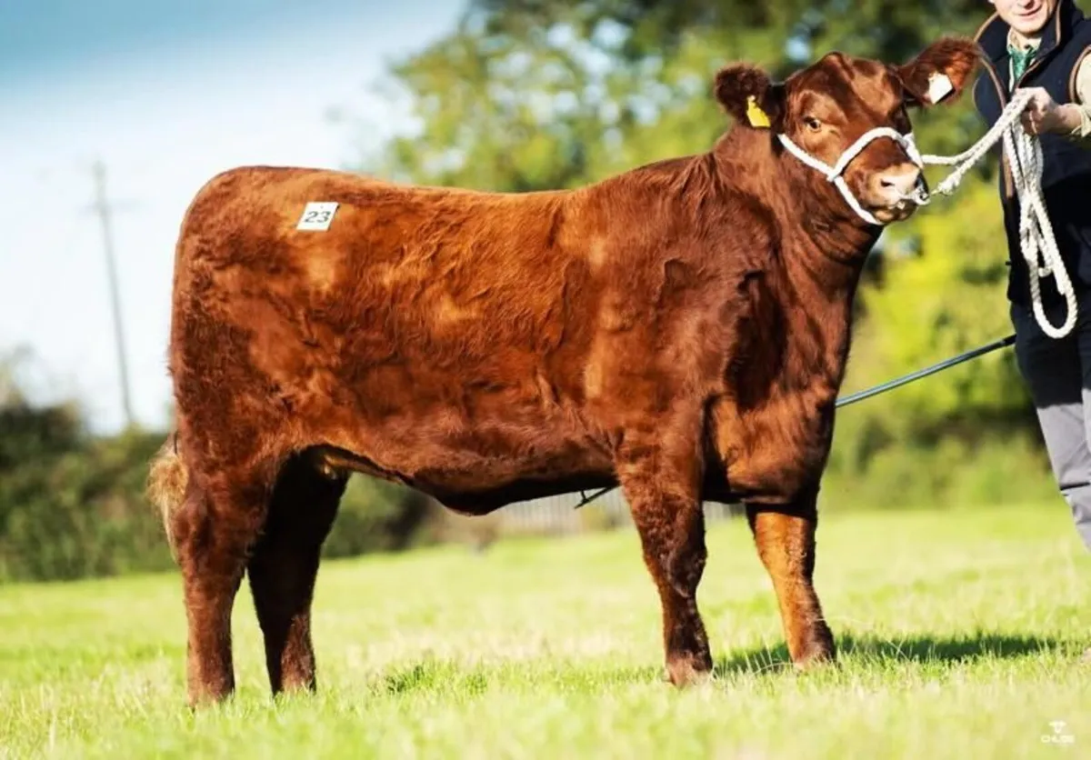 Carrick-on-Shannon Autumn Mixed Breed Show & Sale - Image 2