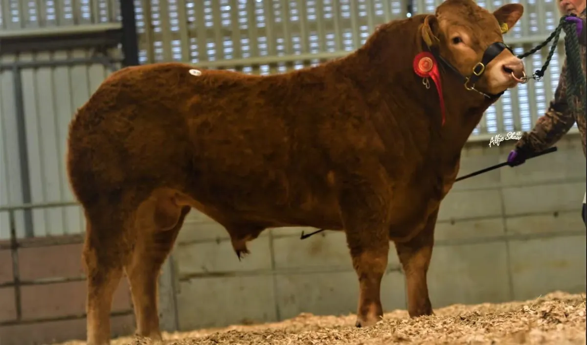 Carrick-on-Shannon Autumn Mixed Breed Show & Sale - Image 3