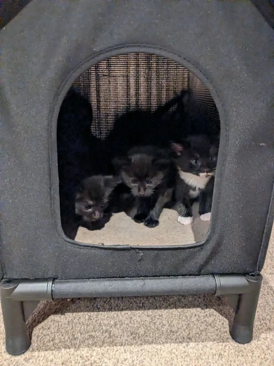 Kittens - Image 1