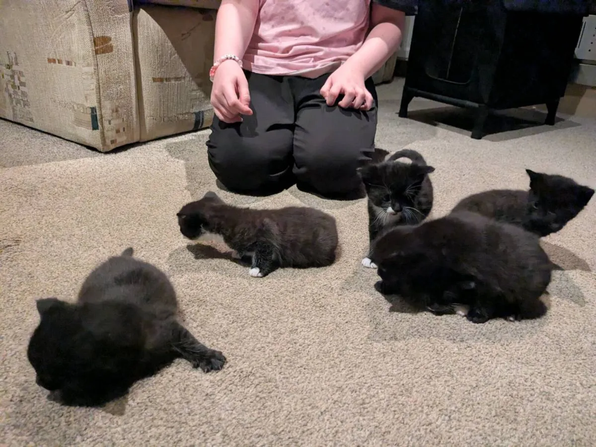 Kittens - Image 2