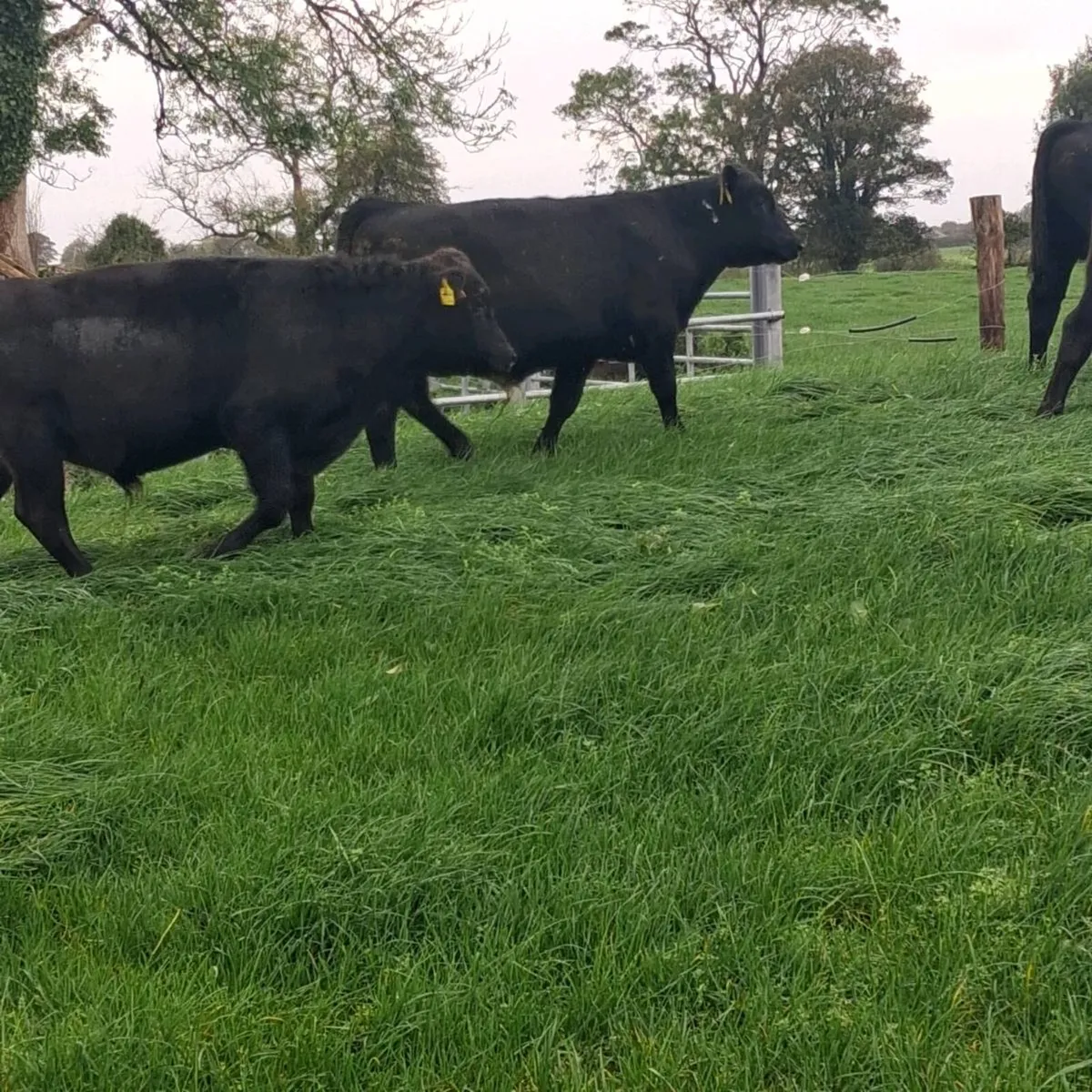 Aax bull wealings - Image 1