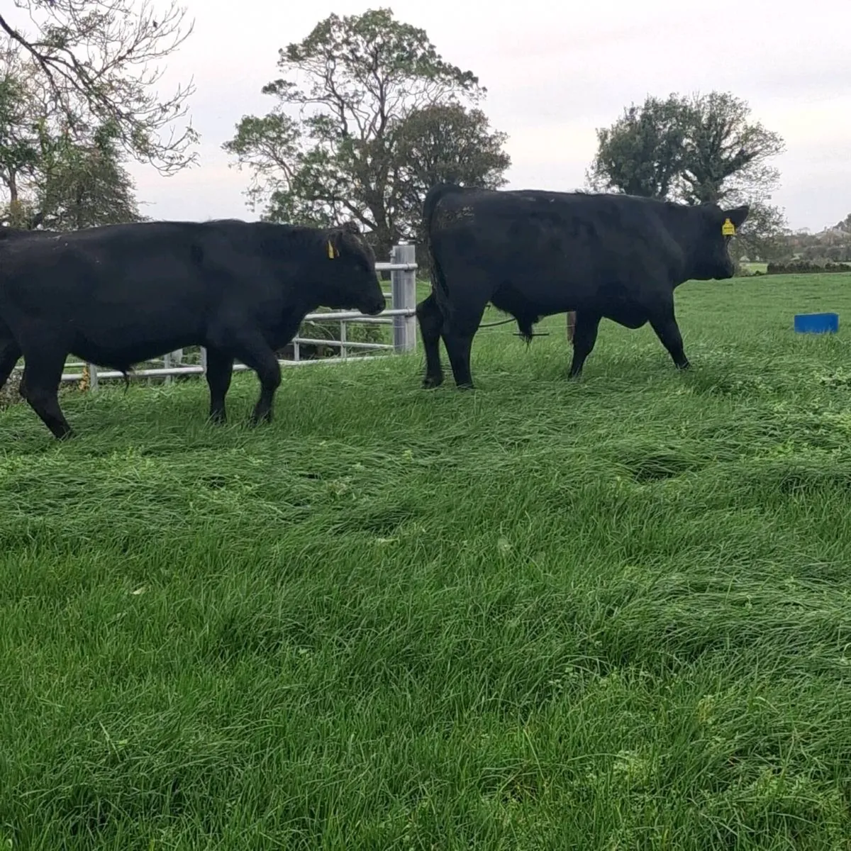 Aax bull wealings - Image 3