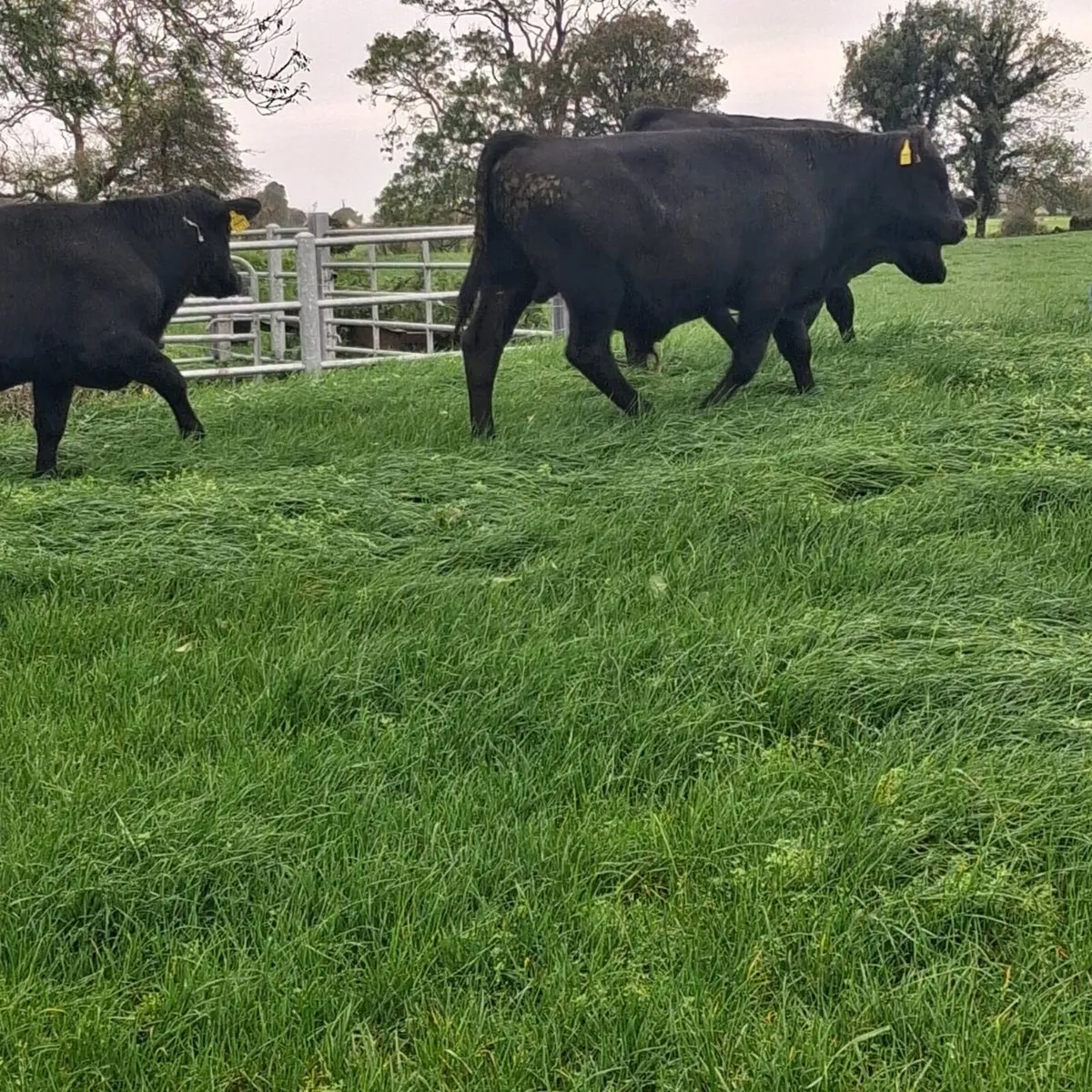 Aax bull wealings - Image 2
