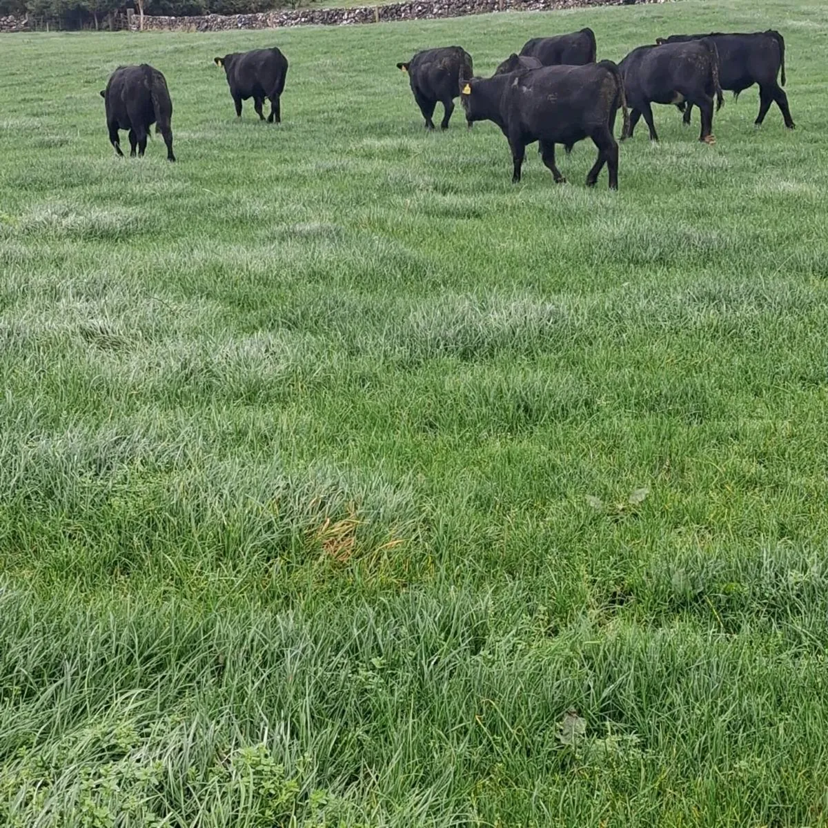Aax bull wealings - Image 4