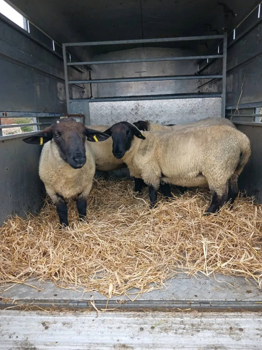 Suffolk rams
