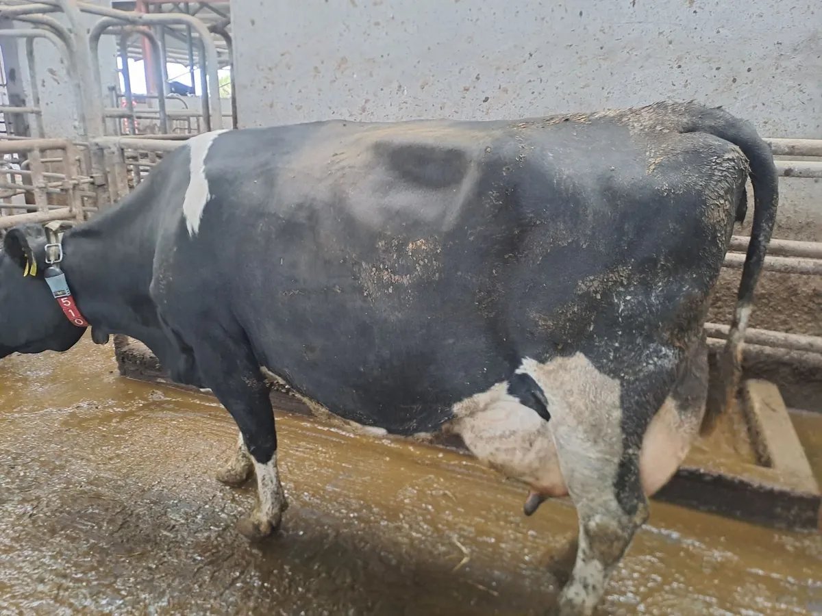 Organic Cow suitable to rear calves - Image 1