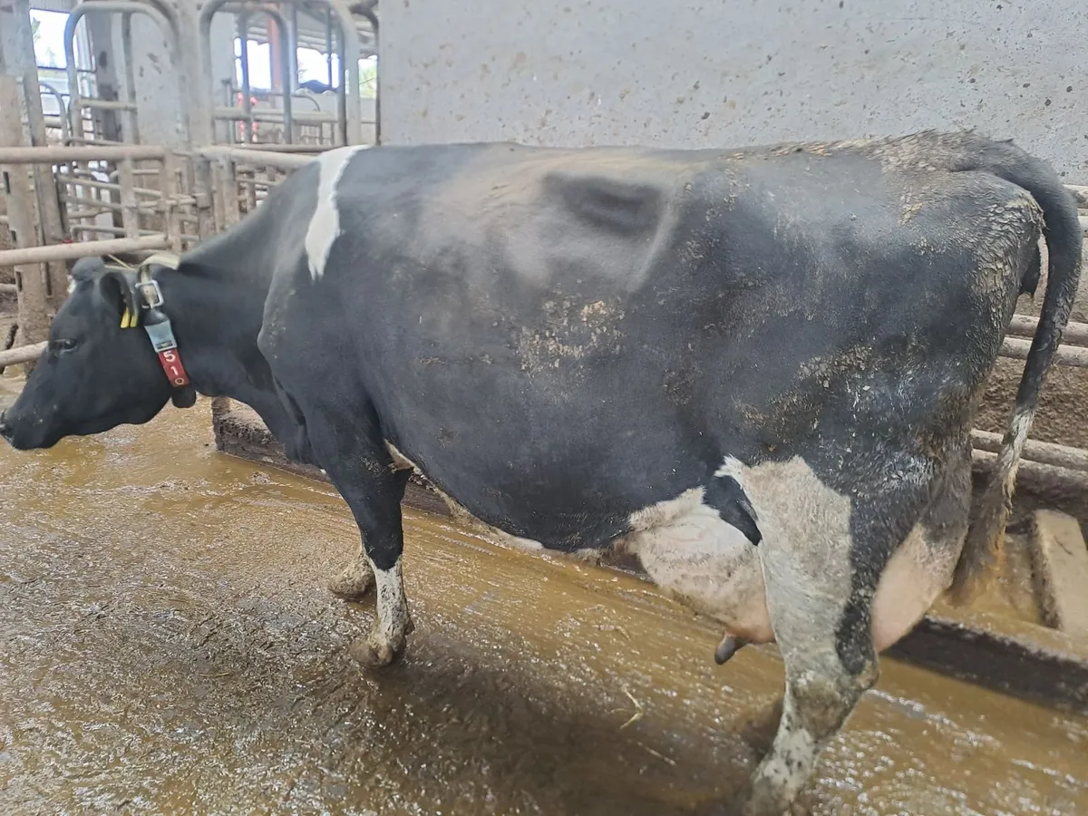 Organic Cow suitable to rear calves - Image 2