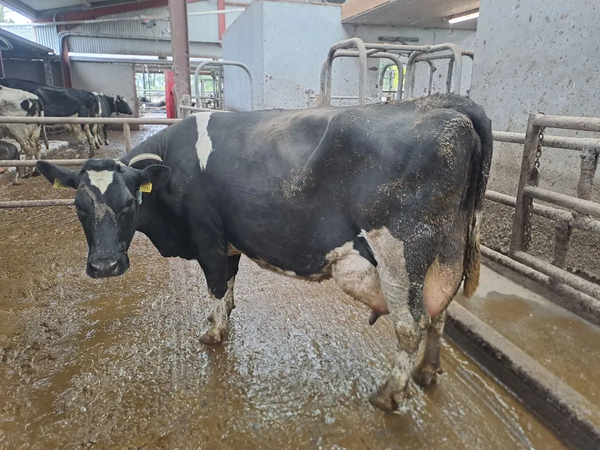 Organic Cow suitable to rear calves - Image 3