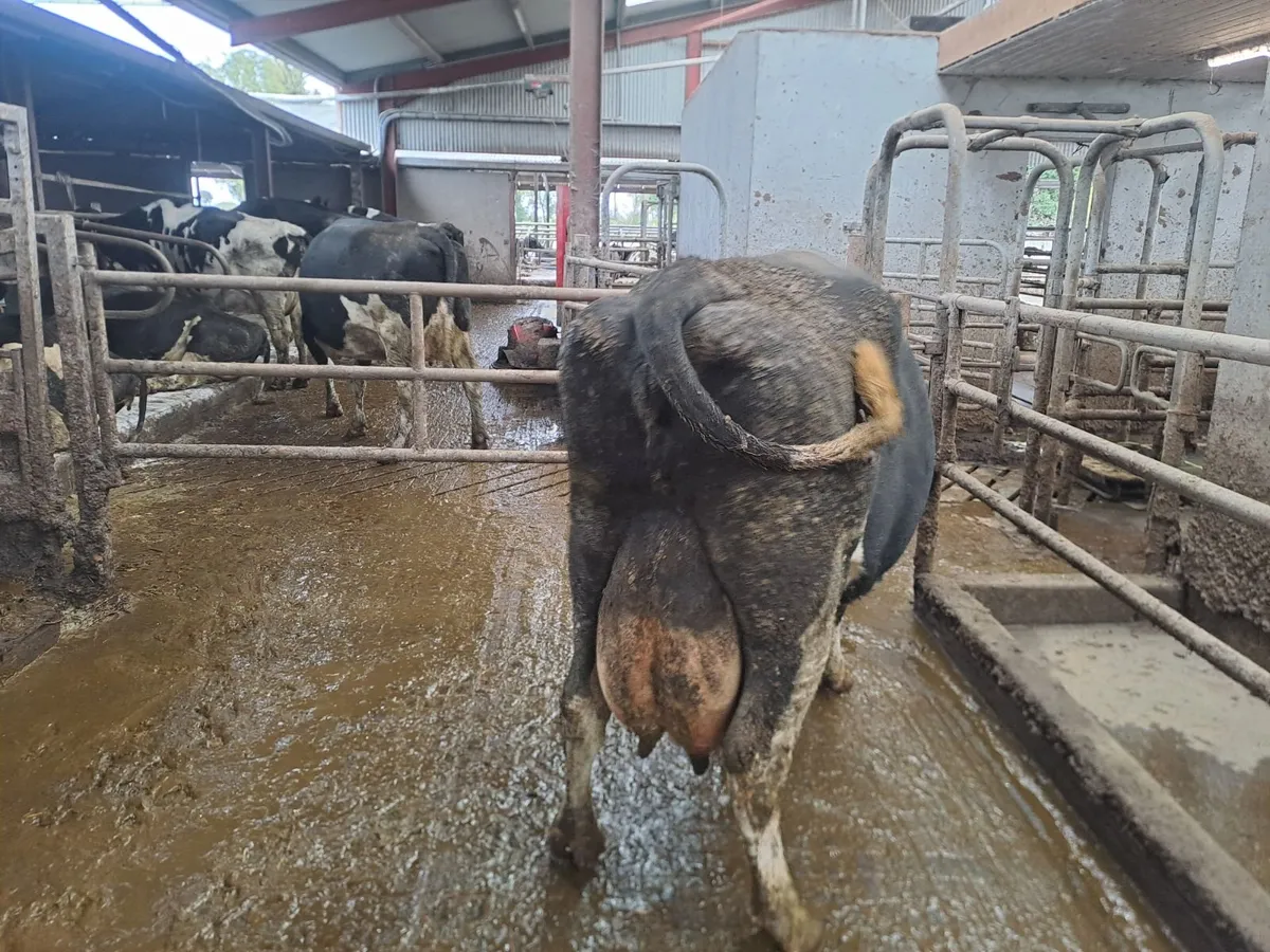 Organic Cow suitable to rear calves - Image 4