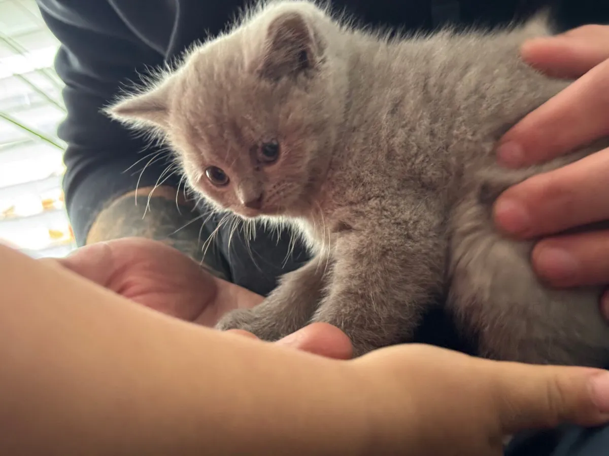 British shorthair kitten - Image 1
