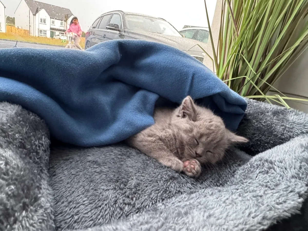 British shorthair kitten - Image 2
