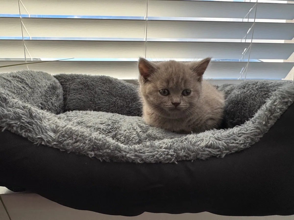British shorthair kitten - Image 3