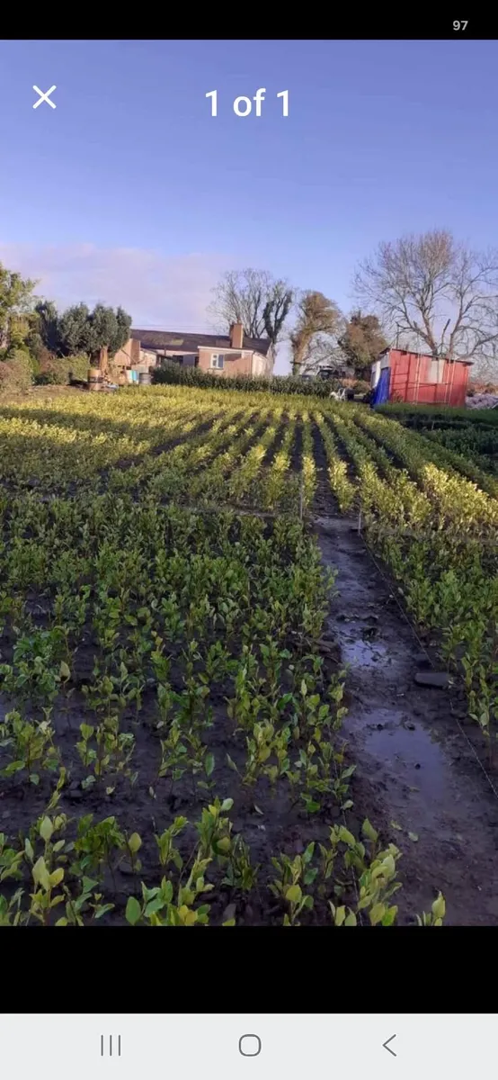 Hedging Plants - Image 3