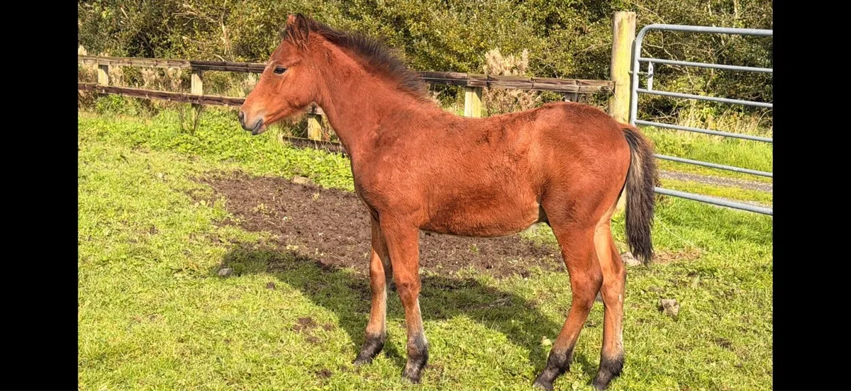 Big correct Colt foal. - Image 4