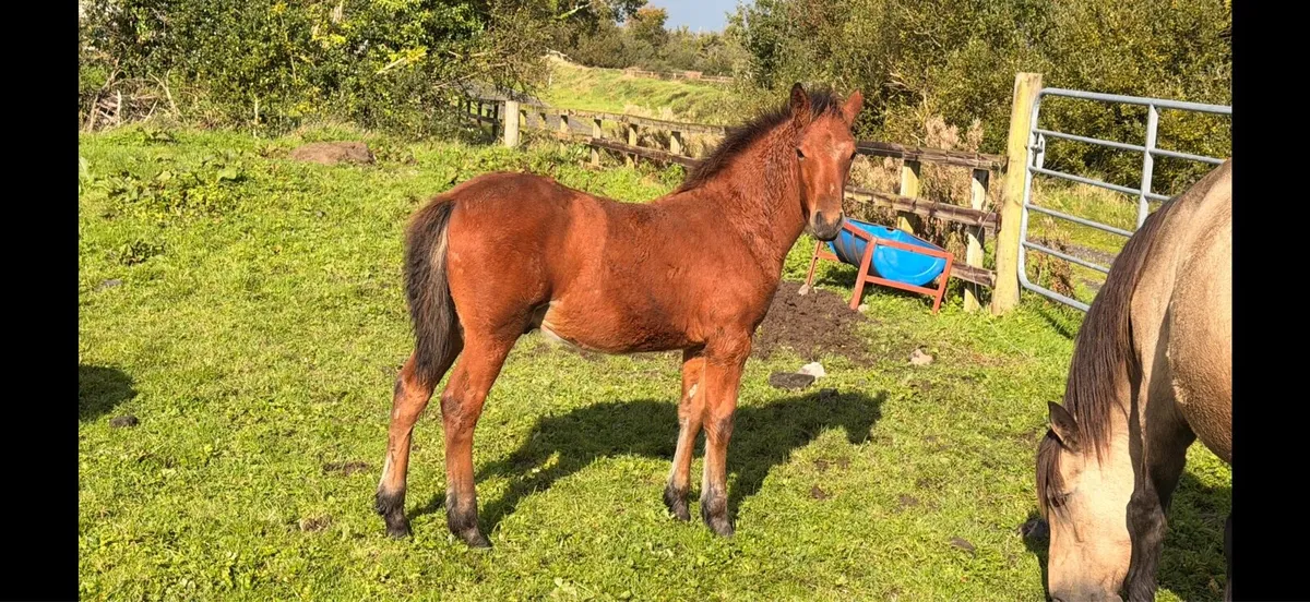 Big correct Colt foal. - Image 1