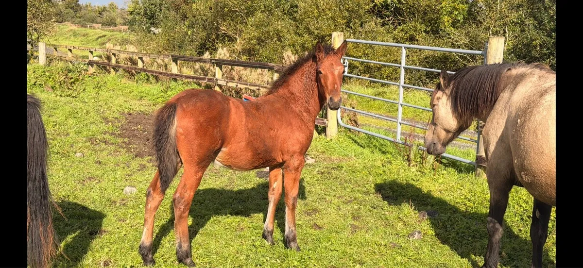 Big correct Colt foal. - Image 2
