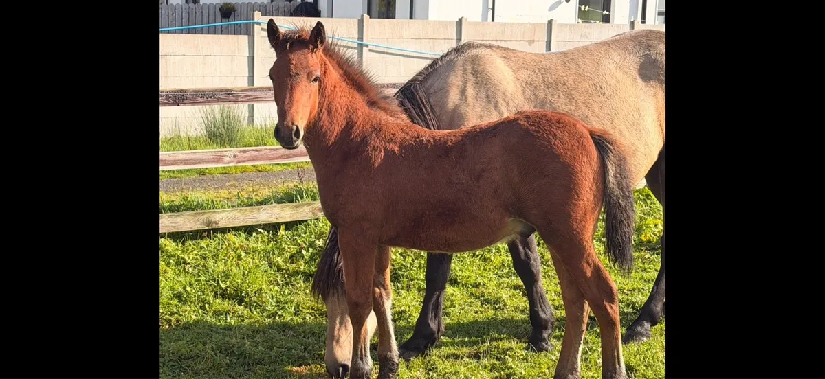 Big correct Colt foal. - Image 3