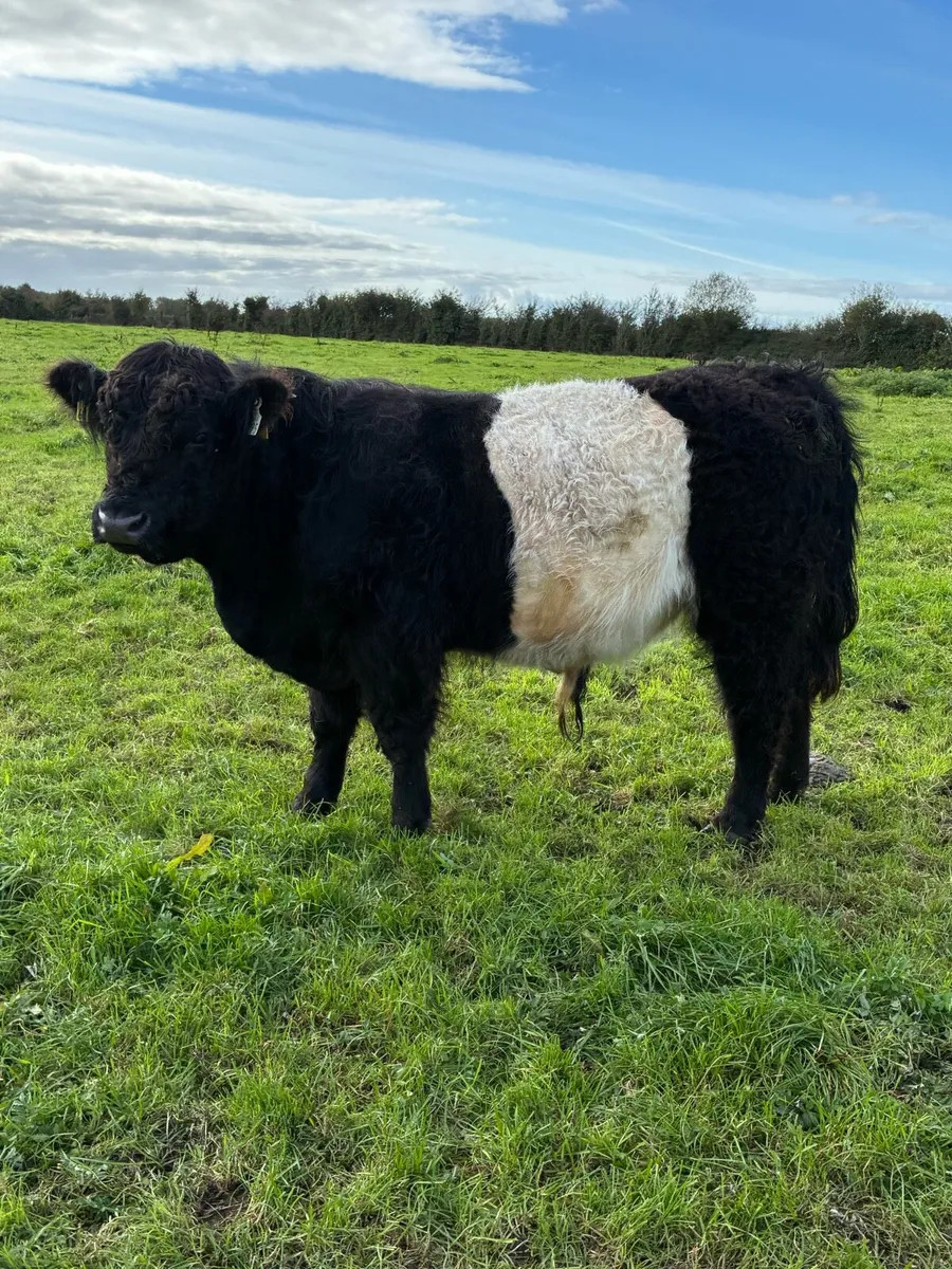 1 Highland cow & 2 Belted Galloway bulls - Image 1