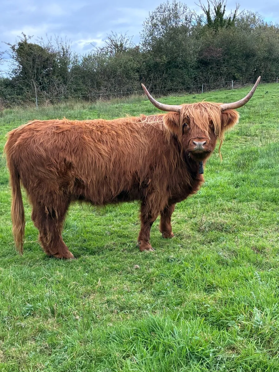 1 Highland cow & 2 Belted Galloway bulls - Image 2