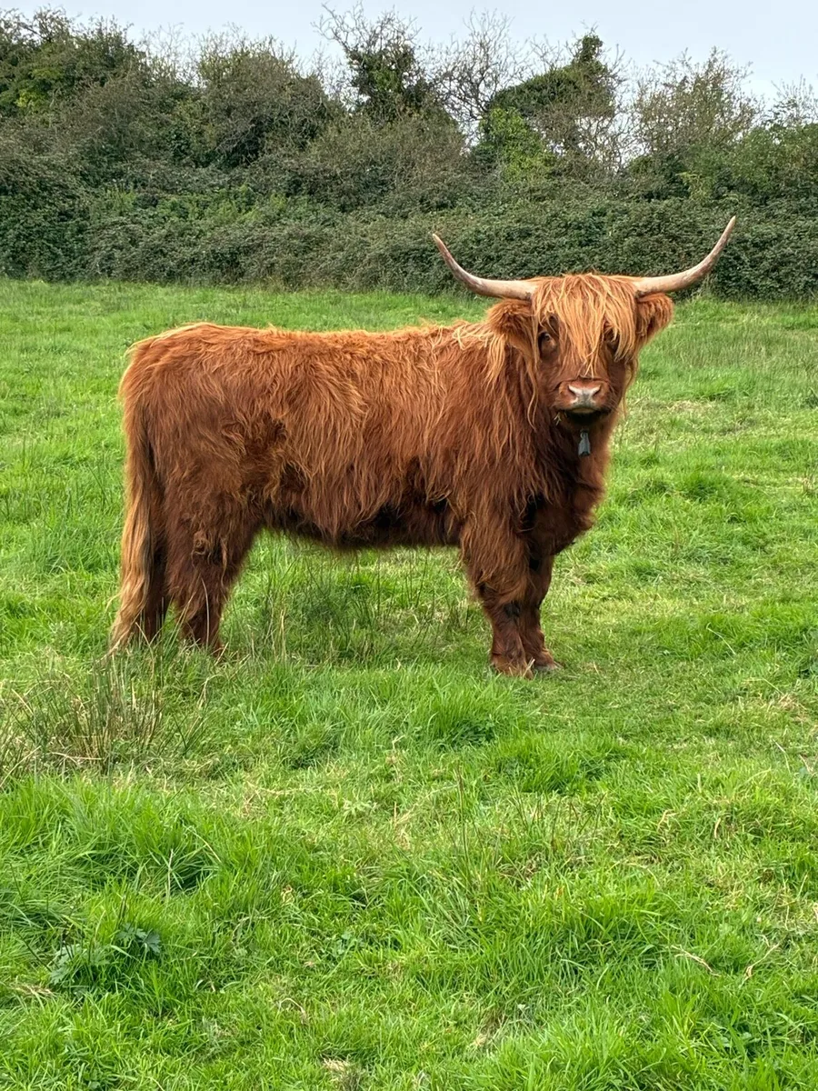 1 Highland cow & 2 Belted Galloway bulls - Image 3
