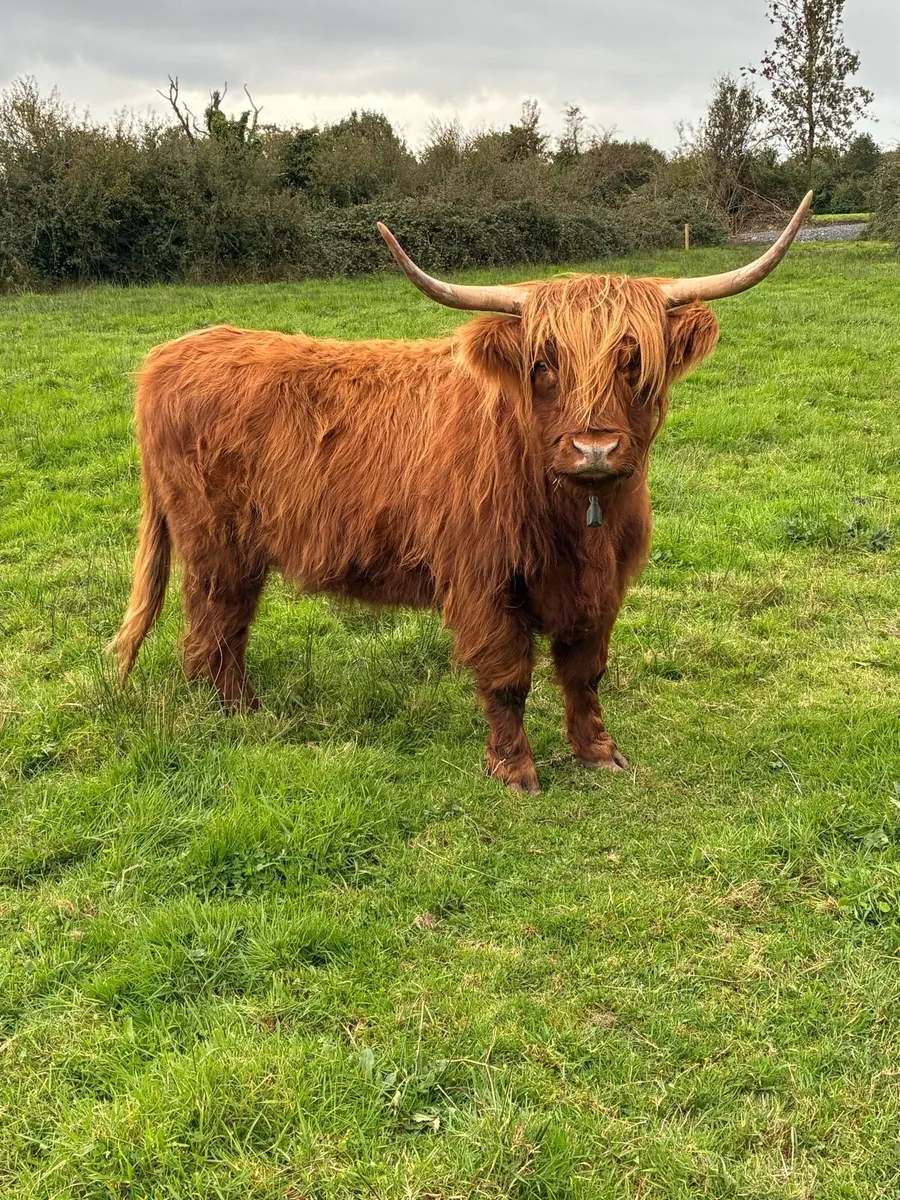 1 Highland cow & 2 Belted Galloway bulls - Image 4